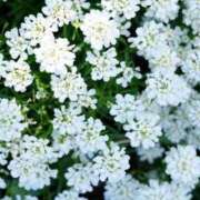 こいろ お礼 One More 奥様　西船橋店