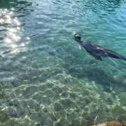 ヒメ日記 2025/06/18 12:54 投稿 ひまり 小田原人妻城