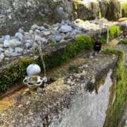 ヒメ日記 2025/08/18 09:49 投稿 ひまり 小田原人妻城