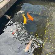 ヒメ日記 2025/10/08 18:20 投稿 ひまり 小田原人妻城