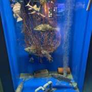 ヒメ日記 2025/10/09 21:53 投稿 ひまり 小田原人妻城