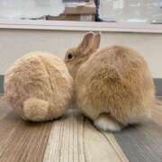 ヒメ日記 2025/09/20 21:03 投稿 すずか 鹿児島ちゃんこ 天文館店