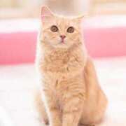 すずか 『私の推しって誰だと思う？💭』 鹿児島ちゃんこ 天文館店