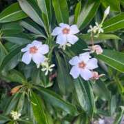 ヒメ日記 2025/07/19 21:30 投稿 なゆた『ぽっちゃりコース』 素人学園＠