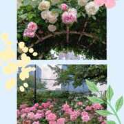 ヒメ日記 2025/05/19 07:05 投稿 おとは 性腺熟女100％（デリヘル市場）