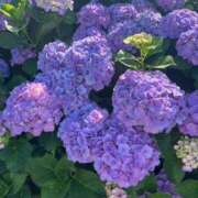 ヒメ日記 2025/06/21 08:28 投稿 しん 新妻物語