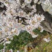 ヒメ日記 2026/04/01 06:38 投稿 しん 新妻物語