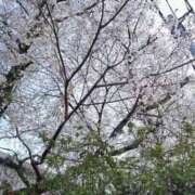 ヒメ日記 2026/04/03 08:38 投稿 しん 新妻物語