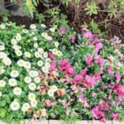 ヒメ日記 2026/04/05 09:18 投稿 しん 新妻物語