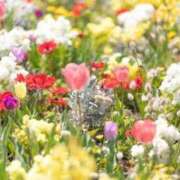 ヒメ日記 2026/04/24 06:08 投稿 しん 新妻物語