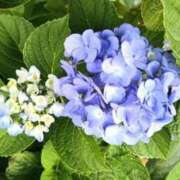ヒメ日記 2026/06/02 05:58 投稿 しん 新妻物語