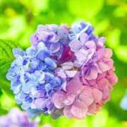 ヒメ日記 2026/06/08 07:18 投稿 しん 新妻物語