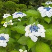 ヒメ日記 2026/06/10 06:08 投稿 しん 新妻物語