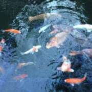 ヒメ日記 2025/05/05 08:59 投稿 ふうか 横浜人妻花壇本店