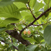 ヒメ日記 2025/05/07 13:45 投稿 ななこ 性腺熟女100％（デリヘル市場）