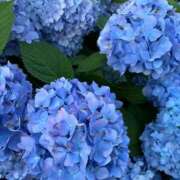 ヒメ日記 2025/06/19 20:55 投稿 ななこ 性腺熟女100％（デリヘル市場）