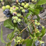 ヒメ日記 2025/06/28 20:30 投稿 ななこ 性腺熟女100％（デリヘル市場）