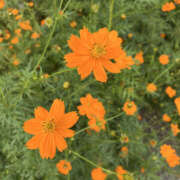 ヒメ日記 2025/09/12 08:00 投稿 ななこ 性腺熟女100％（デリヘル市場）