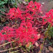 ヒメ日記 2025/09/29 20:30 投稿 ななこ 性腺熟女100％（デリヘル市場）