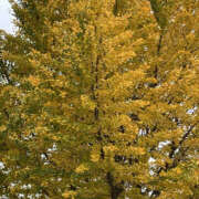 ななこ これからイクよ♡ 性腺熟女100％（デリヘル市場）