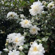 ヒメ日記 2025/12/12 11:40 投稿 ななこ 性腺熟女100％本店（デリヘル市場）