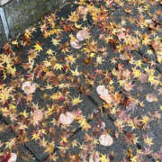 ヒメ日記 2025/12/14 20:30 投稿 ななこ 性腺熟女100％本店（デリヘル市場）