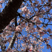 ヒメ日記 2026/02/06 15:00 投稿 ななこ 性腺熟女100％本店（デリヘル市場）