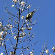 ヒメ日記 2026/02/13 20:00 投稿 ななこ 性腺熟女100％本店（デリヘル市場）