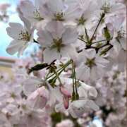 ヒメ日記 2026/03/28 08:00 投稿 ななこ 性腺熟女100％（デリヘル市場）