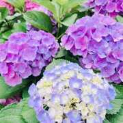 ヒメ日記 2025/06/15 17:01 投稿 裕木 奈江 熟女・人妻マダム宮殿