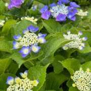 ヒメ日記 2025/05/26 16:20 投稿 ななこ 性腺熟女100％鶯谷（デリヘル市場）