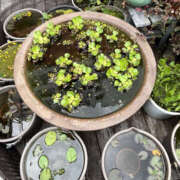 ヒメ日記 2025/06/25 13:25 投稿 ななこ 性腺熟女100％鶯谷（デリヘル市場）