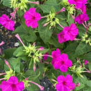 ヒメ日記 2025/07/24 11:50 投稿 ななこ 性腺熟女100％鶯谷（デリヘル市場）