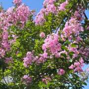 ヒメ日記 2025/09/24 20:35 投稿 ななこ 性腺熟女100％鶯谷（デリヘル市場）