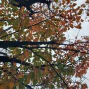 ヒメ日記 2025/11/02 15:01 投稿 やよい 錦糸町人妻花壇