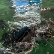 ヒメ日記 2025/06/10 11:56 投稿 せつな 厚木人妻城