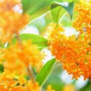 ゆか おはようございます。 出会い系人妻ネットワーク 渋谷〜目黒編