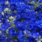 ゆか おはようございます 出会い系人妻ネットワーク 渋谷〜目黒編