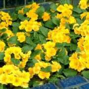 ゆか おはようございます 出会い系人妻ネットワーク 渋谷〜目黒編