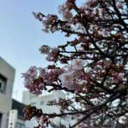 ヒメ日記 2026/01/19 09:19 投稿 メグ セクシーキャット 小田原店