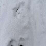 ヒメ日記 2026/02/08 14:57 投稿 メグ セクシーキャット 小田原店