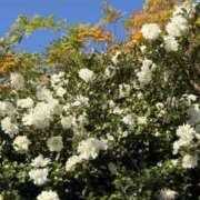 ヒメ日記 2025/12/12 13:59 投稿 綾瀬 AROMA VENUS