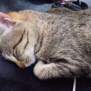 ヒメ日記 2025/06/09 00:53 投稿 七海　ゆうは ギン妻パラダイス 谷九店