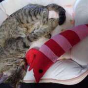 ヒメ日記 2025/06/19 00:16 投稿 七海　ゆうは ギン妻パラダイス 谷九店