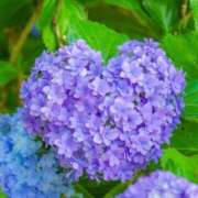 ヒメ日記 2025/06/26 09:21 投稿 七海　ゆうは ギン妻パラダイス 谷九店