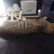 ヒメ日記 2025/10/12 23:21 投稿 七海　ゆうは ギン妻パラダイス 谷九店