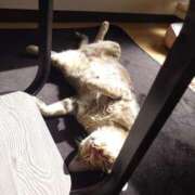 ヒメ日記 2025/12/04 13:23 投稿 七海　ゆうは ギン妻パラダイス 谷九店