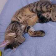 ヒメ日記 2025/12/11 01:38 投稿 七海　ゆうは ギン妻パラダイス 谷九店