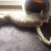 ヒメ日記 2025/12/15 22:13 投稿 七海　ゆうは ギン妻パラダイス 谷九店