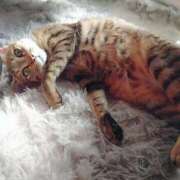 ヒメ日記 2026/04/04 09:50 投稿 七海　ゆうは ギン妻パラダイス 谷九店